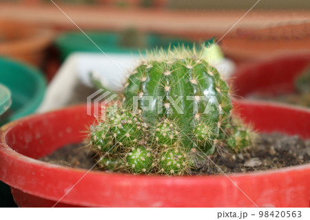 green colored cactus stock on farm far harvest 98420563