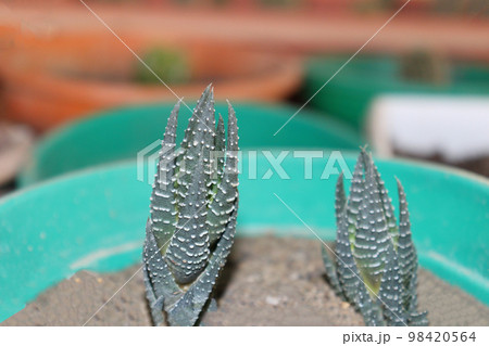 green colored cactus stock on farm far harvest 98420564