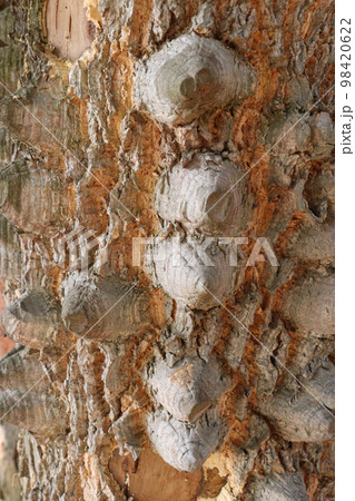 thorn texture background of ceiba tree on farm for any use thorn texture background of ceiba tree on farm for any use 98420622