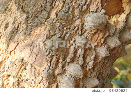 thorn texture background of ceiba tree on farm for any use thorn texture background of ceiba tree on farm for any use 98420625