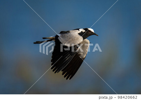 Blacksmith lapwing flies over water lowering wings Blacksmith lapwing flies over water lowering wings 98420662