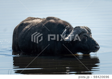 Cape buffalo stands in shallows carrying oxpecker 98420696