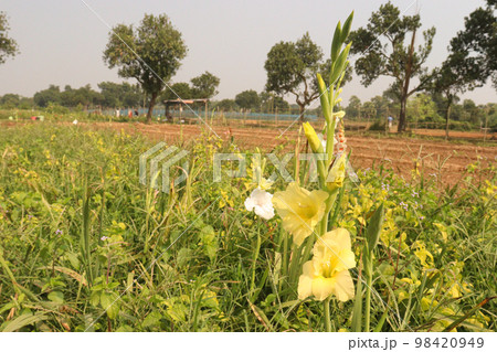 yellow colored gladiolus hybrids flower on farm for harvest yellow colored gladiolus hybrids flower on farm for harvest 98420949
