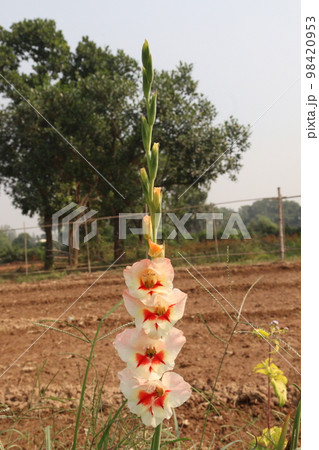 pink colored gladioluses flower on farm in field for harvest 98420953