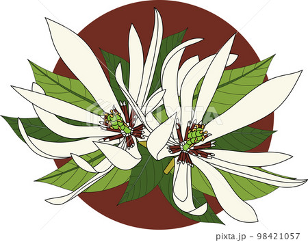 Illustration of Champaka blooming flower with leaves on brown circle background. 98421057