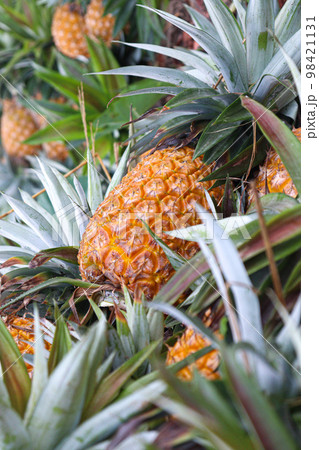 tasty and healthy ripe pineapple stock on farm for harvest tasty and healthy ripe pineapple stock on farm for harvest 98421131