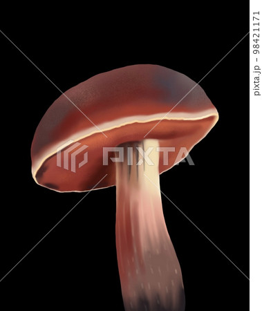 Watercolor realistic white mushroom. Boletus edulis. cep, penny bun, porcino or porcini, 98421171