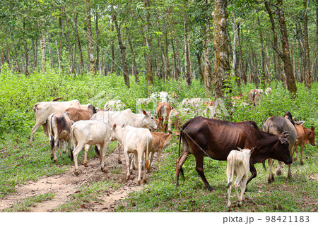 cow group on farm for eating grass and harvesting milk cow group on farm for eating grass and harvesting milk 98421183