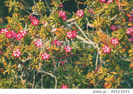 Flowering Pachypodium (Madagascar palm). Floral nature background 98421645