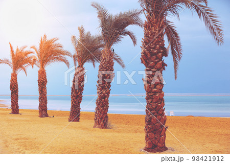 Row of palm trees on the beach. Tropical landscape Row of palm trees on the beach. Tropical landscape 98421912