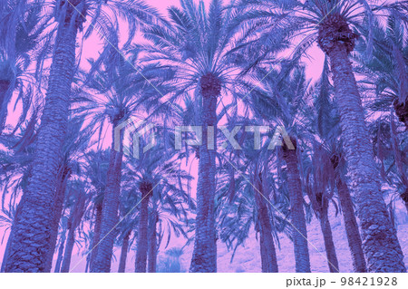 Plantation of palm trees against a sunset sky. Silhouette of tall palm trees Plantation of palm trees against a sunset sky. Silhouette of tall palm trees 98421928