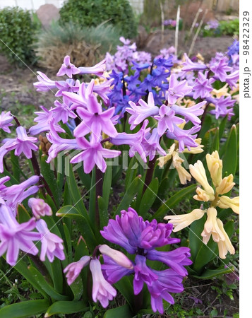 Flowering of colorful hyacinths planted in a group, bulbous spring flowers 98422329