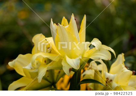 Lily Exotic Sun double yellow flowers - OT-Hybrid Lily Exotic Sun double yellow flowers - OT-Hybrid 98422525