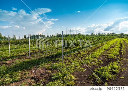 Apple tree seedlings in the nursery on drip irrigation 98422575