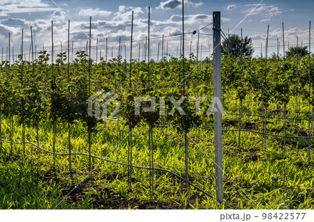 Apple tree seedlings in the nursery on drip irrigation 98422577
