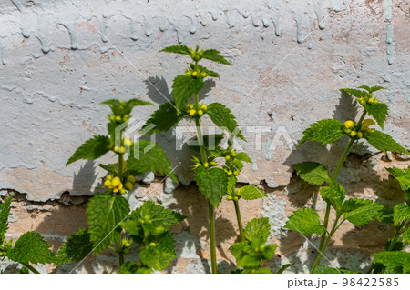 Yellow archangel, ordnance plant. Lamium galeobdolon grows on the foundation of a house Yellow archangel, ordnance plant. Lamium galeobdolon grows on the foundation of a house 98422585