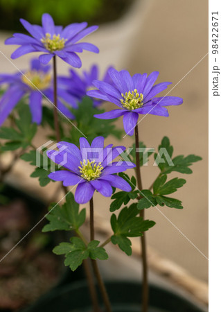 Anemone nemorosa Blue Queen blossoms in the garden in spring 98422671