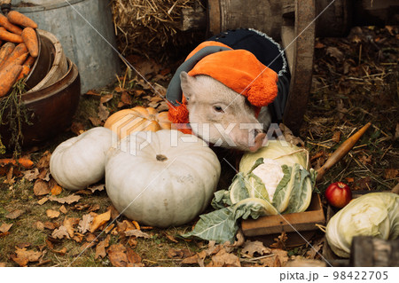 White mini pig in a smart suit posing on an autumn background White mini pig in a smart suit posing on an autumn background 98422705