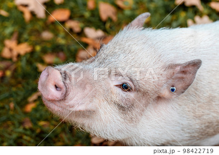 a white mini pig sits in a wicker basket. Autumn photo 98422719