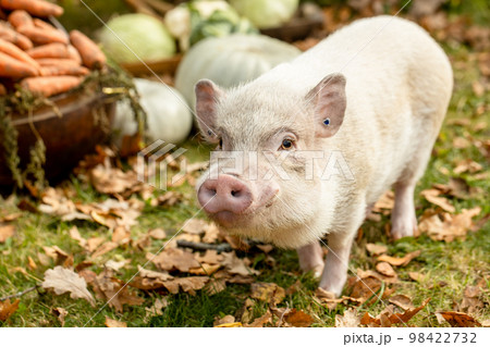 a white mini pig sits in a wicker basket. Autumn photo a white mini pig sits in a wicker basket. Autumn photo 98422732