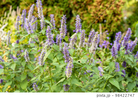Korean Mint Agastache rugosa flower blossom 98422747