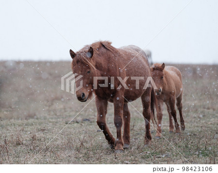 道産子の親子 道産子の親子 98423106