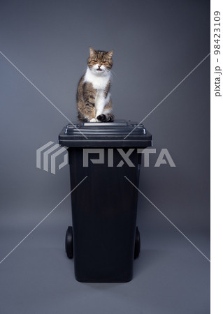 Concept for sustainability and eco friendly cat keeping 98423109