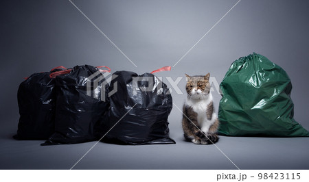 Concept for sustainability and eco friendly cat keeping Concept for sustainability and eco friendly cat keeping 98423115