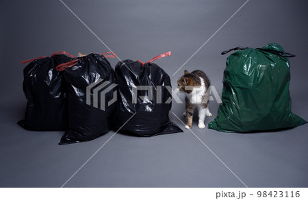 Concept for sustainability and eco friendly cat keeping Concept for sustainability and eco friendly cat keeping 98423116