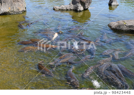 池で泳ぐ鯉 池で泳ぐ鯉 98423448