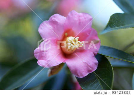 土佐有楽　椿の花 98423832