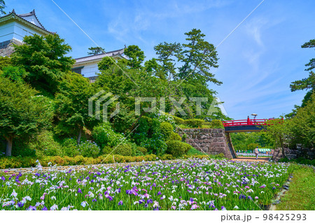 神奈川県小田原市の小田原城址公園の南側の花菖蒲園から常盤木橋,常盤木門方面を見る 98425293