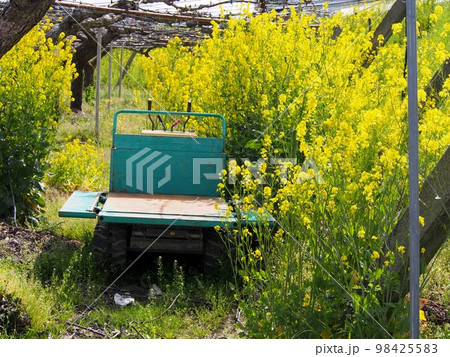 耕作放棄された農園に咲いた菜の花 耕作放棄された農園に咲いた菜の花 98425583