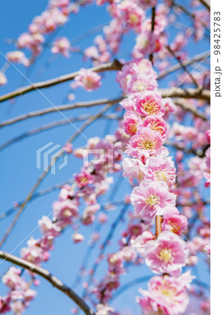 枝垂れ梅 吉野公園 枝垂れ梅 吉野公園 98425783