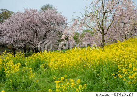 満開の桜　上尾丸山公園　春の風景　　　 98425934