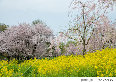 満開の桜　上尾丸山公園　春の風景　　　 98425935