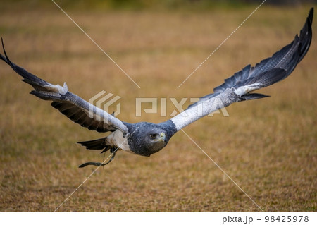 地面スレスレを飛ぶ鷹の飛翔シーン 98425978