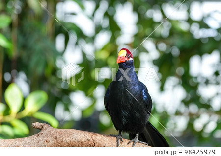 枝にとまってくつろぐニシムラサキエボシドリ 98425979