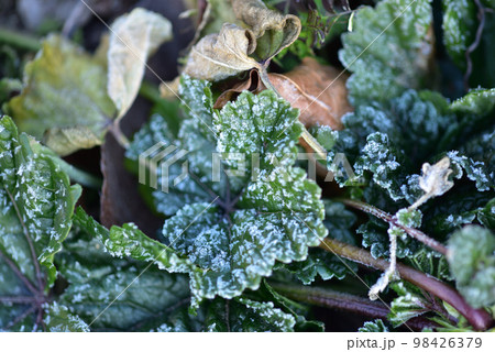 北杜市白州町、寒い朝、葵の葉に降りた霜 98426379