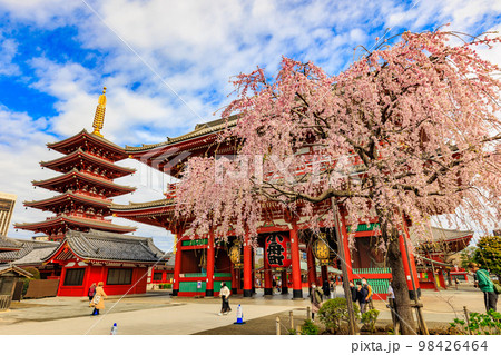 東京 台東区 浅草寺と満開の桜 東京 台東区 浅草寺と満開の桜 98426464