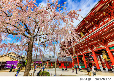 東京　台東区　浅草寺と満開の桜 98426472