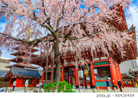 東京 台東区 浅草寺と満開の桜 東京 台東区 浅草寺と満開の桜 98426484