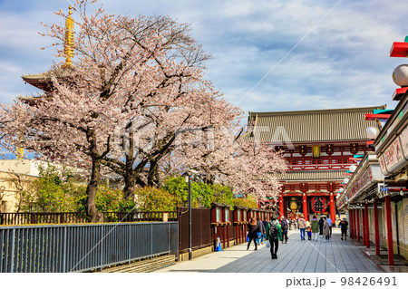 東京　台東区　浅草寺と満開の桜 98426491