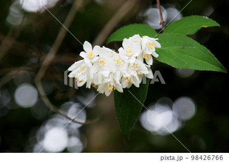 ウツギの花 98426766