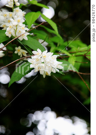 ウツギの花 98426770