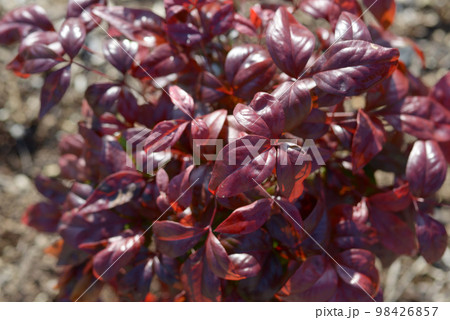 オタフクナンテン 98426857