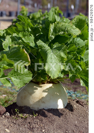 聖護院かぶ　京野菜 98426976