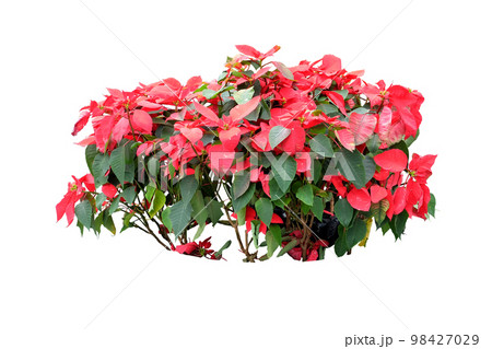 Red Christmas flower Poinsettia Red Christmas flower Poinsettia 98427029