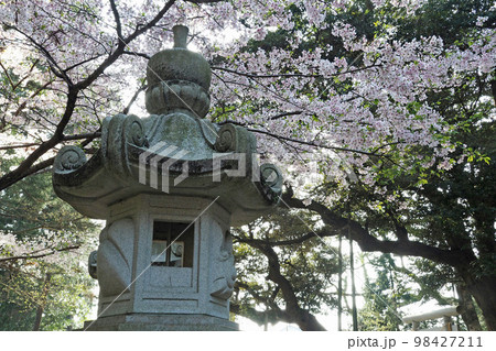 東国三社・息栖神社の灯籠と桜【茨城県神栖市】 98427211