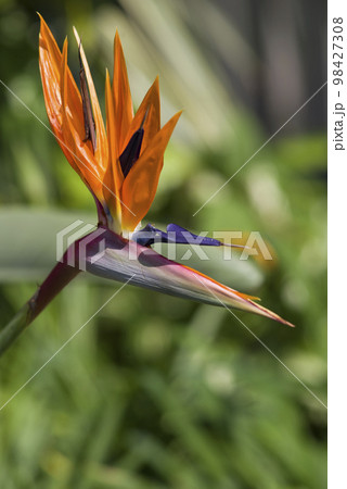 極楽鳥花 鳥のような形の花が咲いています。花の名前はストレリチア